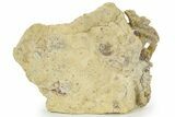 Rare Ordovician Starfish (Urasterella) Fossils - Oklahoma #145041-2